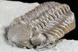 Long Eldredgeops Trilobite - Paulding, Ohio #55456-3